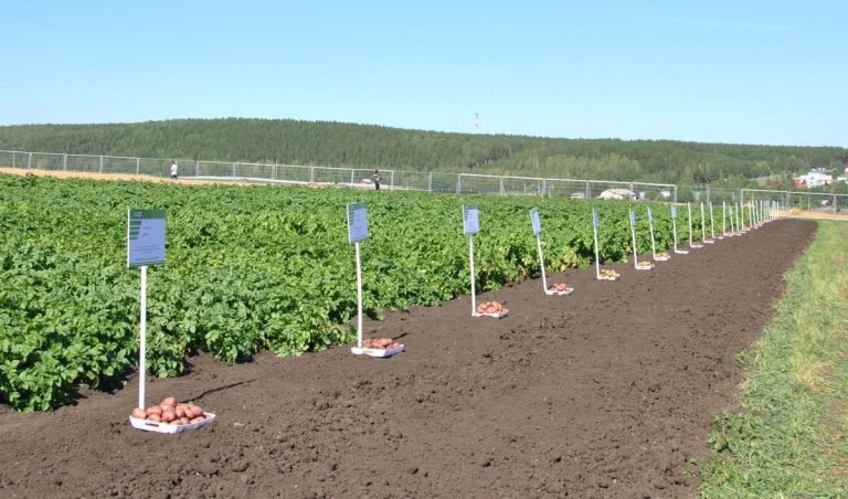A Russian-Chinese potato variety will appear on the market 46 A Russian-Chinese potato variety will appear on the market