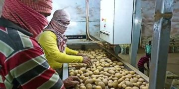 Unveiling Excellence: The Potato Processing Journey with Yaduka Agrotech Pvt. Ltd