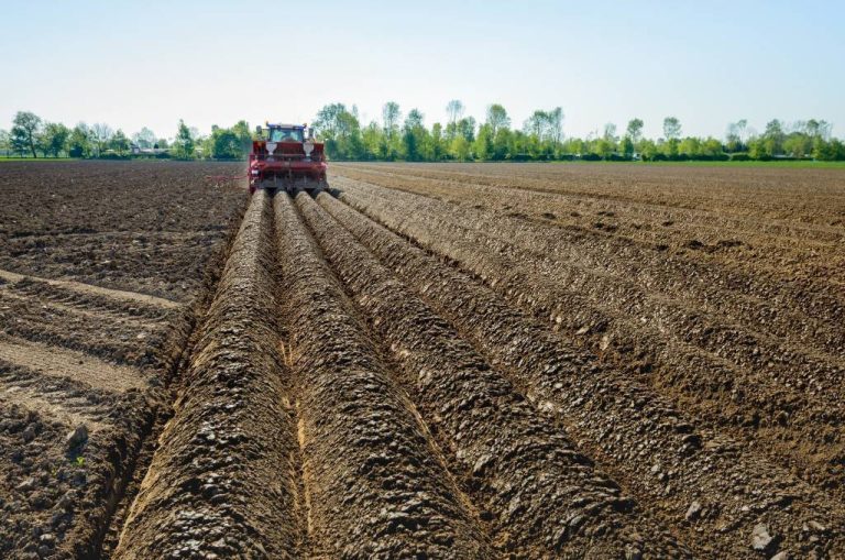Сезонът за засаждане на картофи започна в Беларус 42 В Беларус започна сезонът на засаждане на картофи