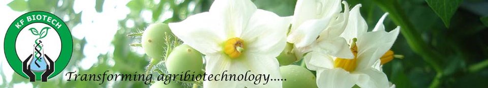 Innovating Agriculture: KF Group's Legacy of Excellence in Seed Potato Production and Biotechnology Advancements 4 Innovating Agriculture: KF Group’s Legacy of Excellence in Seed Potato Production and Biotechnology Advancements