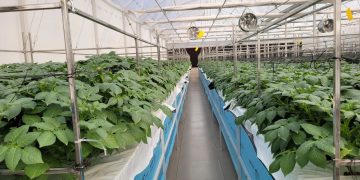 Enhancing Potato Harvesting Efficiency: Introducing Aeroponic Systems with Worm Gear Crop Lifting
