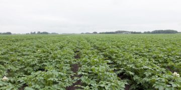 Boosting Crop Resilience: The Impact of PlantoSys Biostimulants on Pest Control