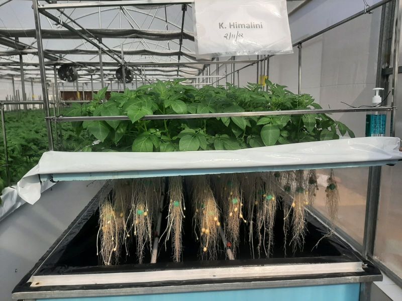 Biotechnologie nutzen: Wegweisende virusfreie Pflanzkartoffeln für den landwirtschaftlichen Fortschritt