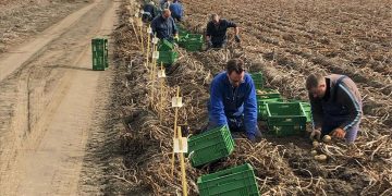 Agroplant’s Pursuit of Potato Perfection: Expanding Variety for Farmers and Customers