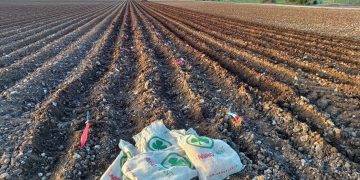 Innovative Potato Cultivation Techniques Yield Promising Results in Central Spain