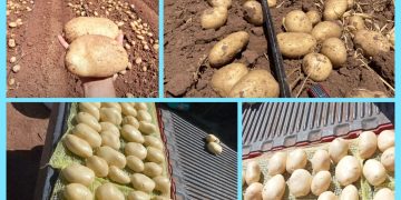Maximizing Potato Yields with Precision Irrigation: A Case Study