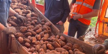 Enhancing Potato Production: Innovations and Insights from Field to Plate