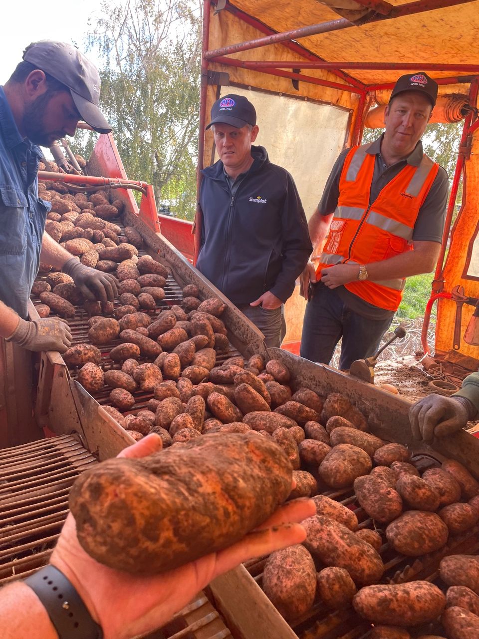 Enhancing Potato Production: Innovations and Insights from Field to Plate