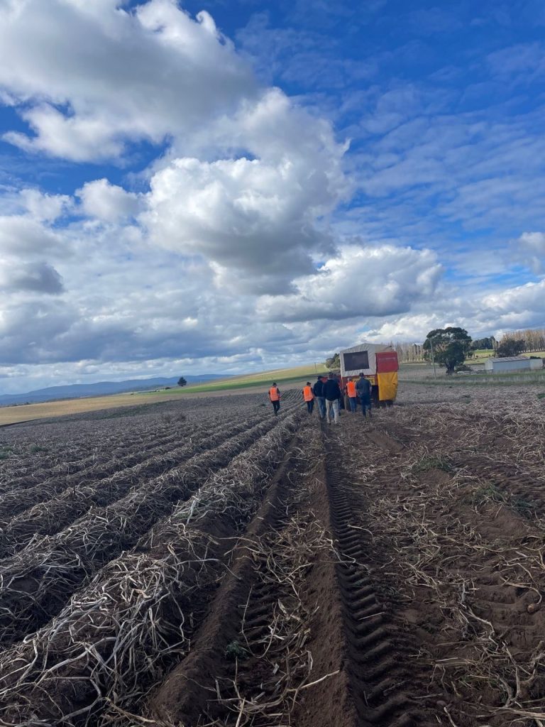 Enhancing Potato Production: Innovations and Insights from Field to Plate