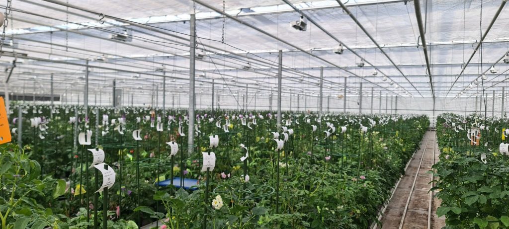 Solyntas echte Kartoffelsamen: Pionierarbeit im nachhaltigen Kartoffelanbau für globale Ernährungssicherheit