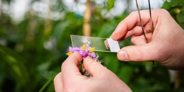The Power of Greenhouse Crossings for Future Varieties
