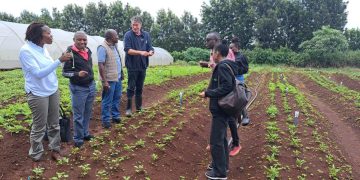 Solynta’s Disease-Free Hybrid Potato Seeds: A Promising Solution for Sustainable Potato Farming in Kenya