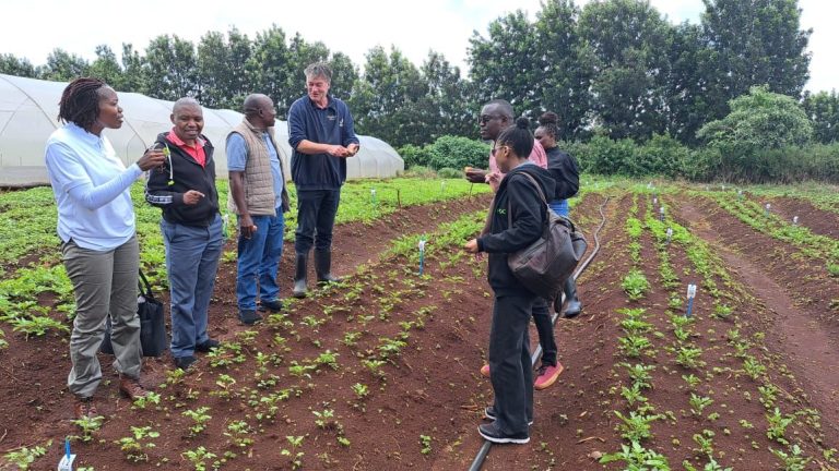 Semences de pommes de terre hybrides exemptes de maladies de Solynta&nbsp;: une solution prometteuse pour une culture durable de pommes de terre au Kenya