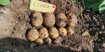 Maximizing Potato Crop Yield with Innovative Multifunctional Varieties