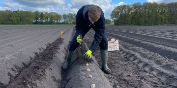 Field Trials Commence: Assessing Potato Clones for Nematode Resistance