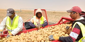 Enhancing Potato Harvesting Efficiency: Grimme Evo 260 Makes Its Mark in Egypt