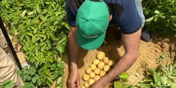 Expanding Horizons: SOLANA Group’s Seed Potato Market Growth in Egypt
