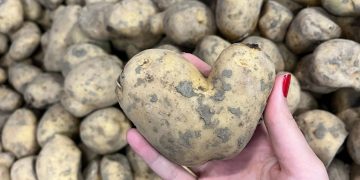 Addressing the Challenge of Non-Conforming Produce