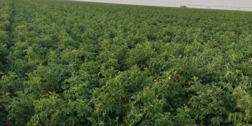 Maximizing Potato Yield: Weathering the Heat Wave