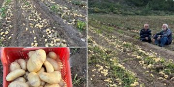 Sound Harvest in DATÇA: Türkiye’s Early Potato Crop