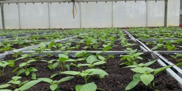 Ensuring Quality: Comptoir du Plant’s Innovative Approach to Potato Seedling Multiplication