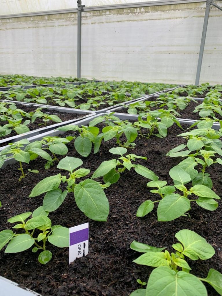 Assurer la qualité : l'approche innovante du Comptoir du Plant pour la multiplication des plants de pommes de terre 3 Assurer la qualité : l'approche innovante du Comptoir du Plant en matière de multiplication de plants de pomme de terre