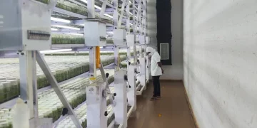 Innovating Agriculture: KF Group’s Legacy of Excellence in Seed Potato Production and Biotechnology Advancements