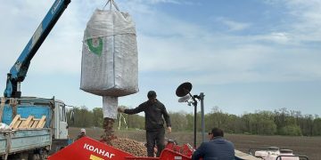 Advancements in Potato Cultivation: Embracing the Sevim Variety