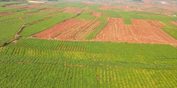 Mechanization Boosts Potato Harvest: A Modern Approach in Chinese Farming