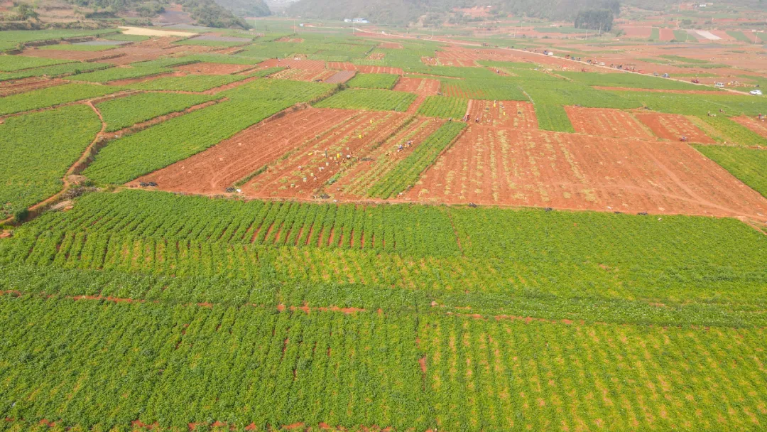 La meccanizzazione aumenta la raccolta delle patate: un approccio moderno all’agricoltura cinese
