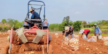 Innovation in Potato Harvesting: Mechanization Leads the Way