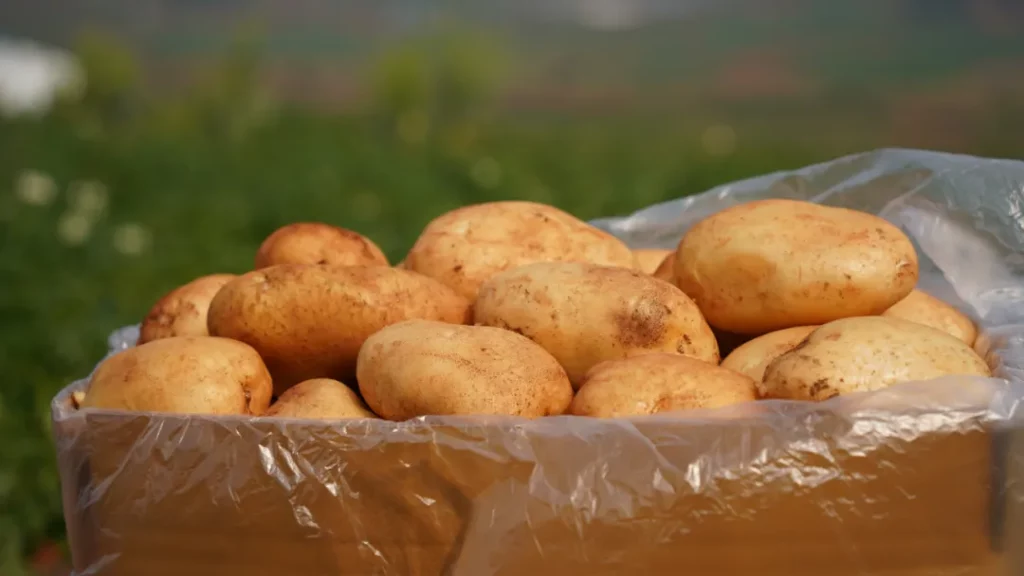 La meccanizzazione aumenta la raccolta delle patate: un approccio moderno all’agricoltura cinese