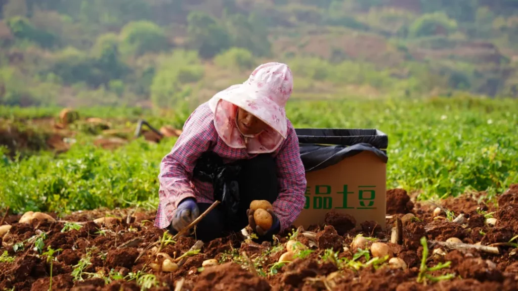 La meccanizzazione aumenta la raccolta delle patate: un approccio moderno all’agricoltura cinese