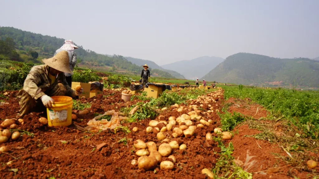 La meccanizzazione aumenta la raccolta delle patate: un approccio moderno all’agricoltura cinese