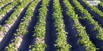 TRevolutionizing Potato Farming: The Power of Row Alignment