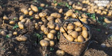 Unveiling the Potential: Harnessing Gibberellic Acid for Enhanced Potato Yields