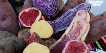 Potatoes News: Join Us in Celebrating Potato Day in Peru on May 30th!