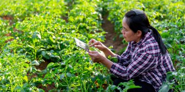 Bridging the Information Gap in Potato Cultivation: A Transparent Approach