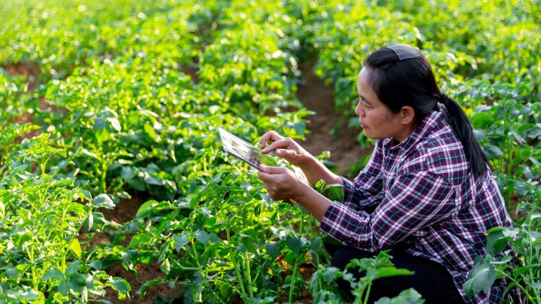 Bridging the Information Gap in Potato Cultivation: A Transparent Approach 13 Bridging the Information Gap in Potato Cultivation: A Transparent Approach