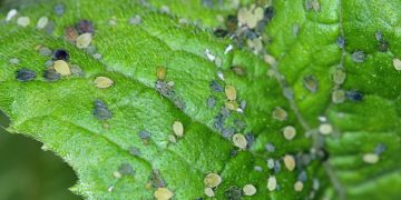 Advancing Agriculture: The Aphid Monitoring Project Empowering Informed Decision-Making