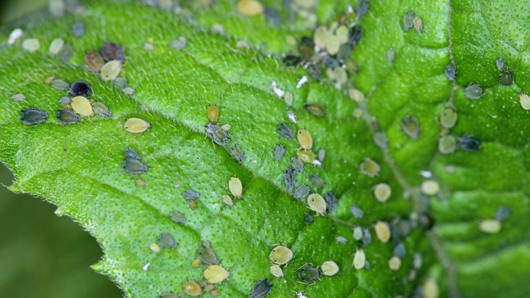 Advancing Agriculture: The Aphid Monitoring Project Empowering Informed Decision-Making 14 Advancing Agriculture: The Aphid Monitoring Project Empowering Informed Decision-Making