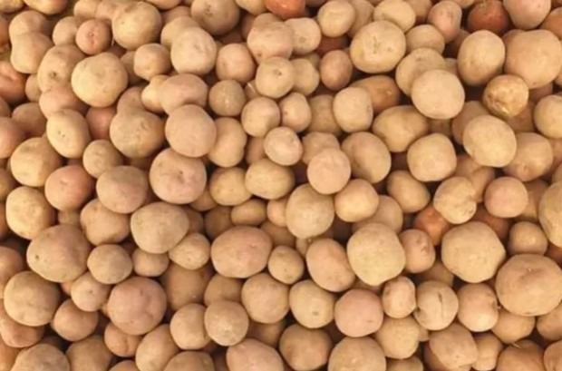 Le esportazioni egiziane di patate verso l'Asia rimangono forti durante la crisi del Mar Rosso