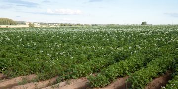 Maximizing Potato Sector Growth: AHDB Proposes Strategic Allocation of Residual Levy Funds