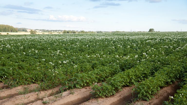 Maximizing Potato Sector Growth: AHDB Proposes Strategic Allocation of Residual Levy Funds 16 Maximizing Potato Sector Growth: AHDB Proposes Strategic Allocation of Residual Levy Funds