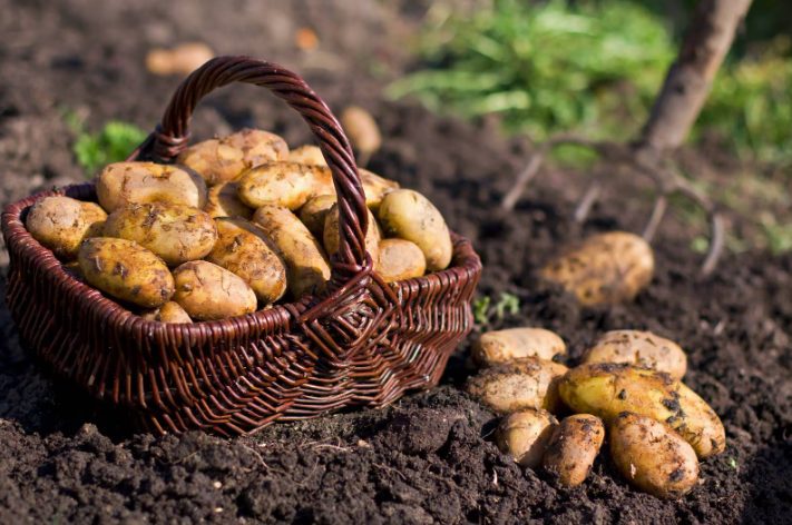 The Impact of Changing Climatic Conditions on Potato Cultivation