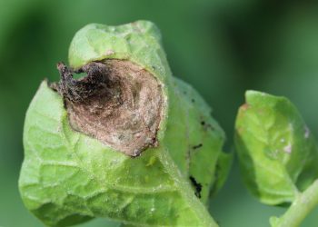 This article explores the ongoing efforts of the Potato Blight Project to monitor genetic changes in potato blight pathogens and assess fungicide sensitivity. It highlights the collaborative nature of the project, its use of advanced technologies, and its implications for global food security and sustainable agriculture.