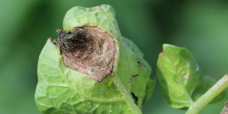 This article explores the ongoing efforts of the Potato Blight Project to monitor genetic changes in potato blight pathogens and assess fungicide sensitivity. It highlights the collaborative nature of the project, its use of advanced technologies, and its implications for global food security and sustainable agriculture.