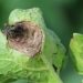 This article explores the ongoing efforts of the Potato Blight Project to monitor genetic changes in potato blight pathogens and assess fungicide sensitivity. It highlights the collaborative nature of the project, its use of advanced technologies, and its implications for global food security and sustainable agriculture.