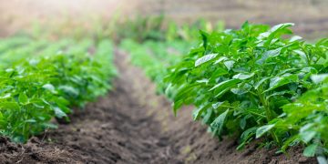 Navigating Canada’s Potato Landscape: Insights and Outlook for 2024