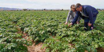 The growth of the Cartagena potato in defense of Spanish agriculture